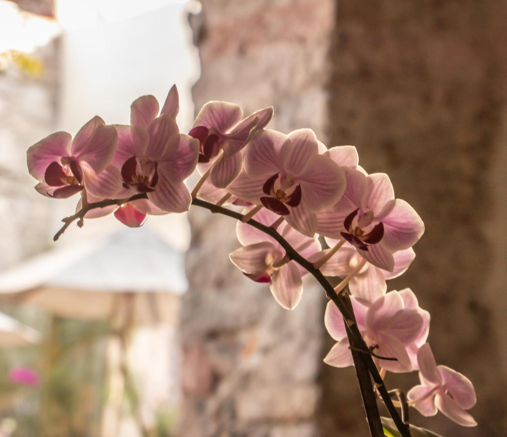 Orchid House 산미겔데아옌데 외부 사진